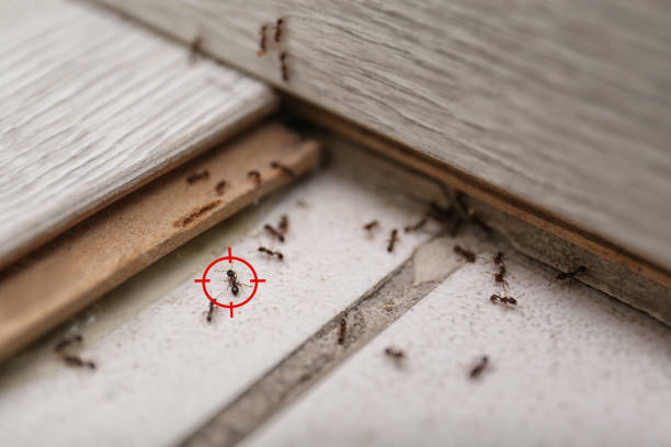 Best Residential Pest Control  in Sebree, KY