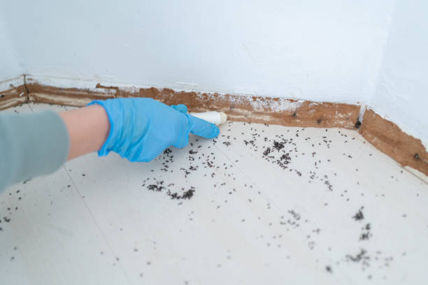 Best Affordable Pest Control Services  in Sebree, KY